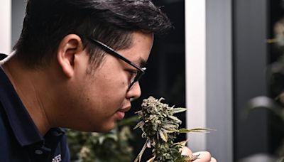 Thailand Prime Minister Seeks to Criminalize Weed in Reversal