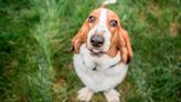 Razas de perros: historia, comportamientos y necesidades del basset hound