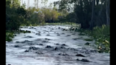 ‘Hay caimanes por todas partes’. Investigan aterradora reunión de reptiles en canal de Georgia