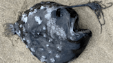 Super Rare Pacific Footballfish Washes Up On Oregon Beach – And It's Terrifying