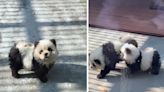 Video: fueron al zoológico para conocer panda peros se encontraron con dos perros pintados | Por las redes