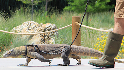 This breed of lizard is the largest in the world, and you can feed them in Fresno