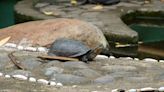 Violinist Plays ‘Pirates of the Caribbean’ for Turtles and They Clearly Enjoy the Show