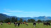 On New Zealand farm, scientists reduce cow burps to save the world