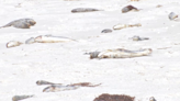 Possible red tide appearing in SWFL may impact beachgoers