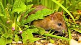Expert reveals five plants to keep rats away from your garden this summer