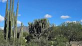 Recorre la Reserva de la Biosfera Tehuacán-Cuicatlán en una travesía de seis días