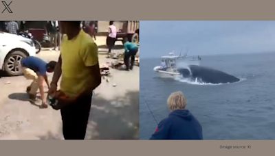 Locals rushing to grab liquor bottles in Agra, whale’s blow capsizing boat and more: A look at top 5 viral videos today