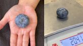 認證過的！澳洲農場出現「史上最重藍莓」 比平均重10倍、大小與高爾夫球接近