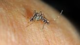Climate change could bring dengue fever to England mid-century, experts warn