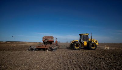 Temperaturas heladas agravan estado del trigo en núcleo agrícola de Argentina