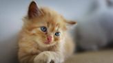 罕見貓咪法拍案成立 將拍賣13隻品種貓「餵養照護成問題」