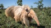 World's only known albino giant anteater appears to be thriving in the wild, photos show