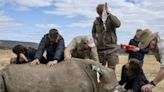 First radioactive rhino horns to curb poaching in South Africa