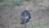 Turkey with arrow through body gets fitting name — and seems to be fine, CA experts say
