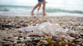 High alert for Spanish beaches as hundreds report injuries