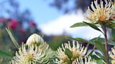 Australian Plants To Include In Your ‘Down Under’ Garden