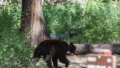 Trash-eating bear reportedly charges visitor in Yosemite