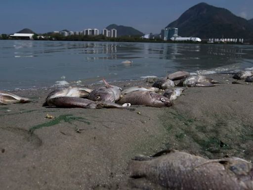 El legado ambiental olvidado: la batalla por limpiar las lagunas de Río tras los Juegos Olímpicos de 2016