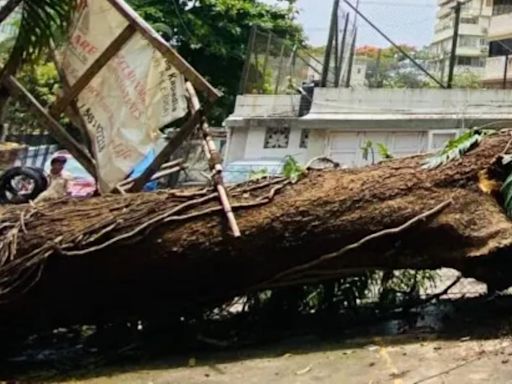 Mumbai: 45-year-old man injured after tree falls in Worli