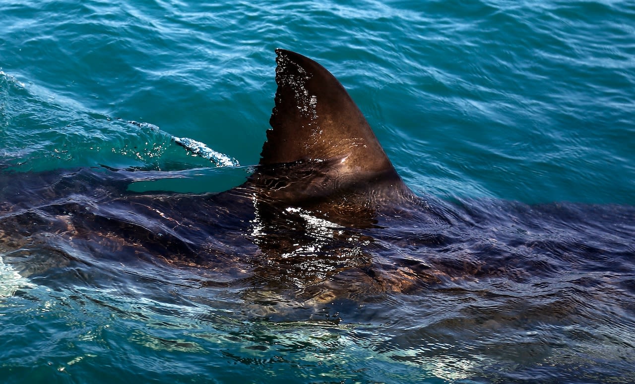 Shark attack in the Caribbean leaves tourist hospitalized with severe wounds: ‘Nobody saw it coming’