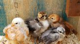 Salmonella outbreaks tied to backyard chickens, birds in Iowa and 37 other states