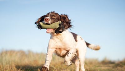 Confused Springer Spaniel Adorably Tries to Play Fetch With a Statue