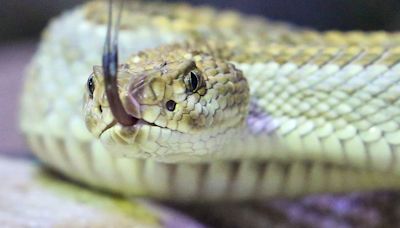 Increased risk of bites: Venomous snakes are migrating to new countries due to global warming