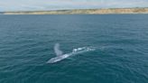 Blue whales are closer to San Diego's shore than usual and scientists are taking advantage