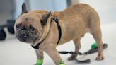 From Frenchies to rescue cats, New York's trauma center for animals takes the most complex cases