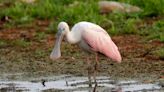 This bird hadn't been seen in Wisconsin for 178 years. That changed last week.