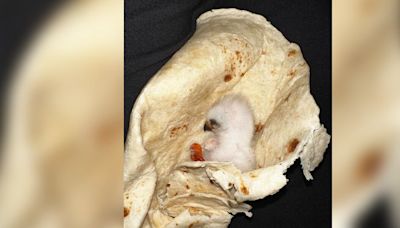 Family wraps baby bird in tortilla to keep animal warm