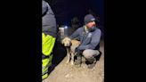55 dogs starving, freezing and living among dead animals rescued from Missouri home