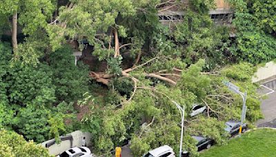 舊嘉義菸葉廠菩提大樹傾倒 波及多輛路邊汽車受損、無人傷