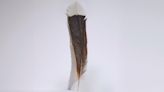 World's most expensive feather sold at auction