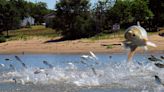 Inside the Illinois Department of Natural Resources' efforts to rebrand Asian carp