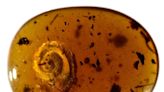 An ancient hairy snail was discovered in 99-million-year-old amber from the Mesozoic era