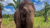 Elefanta de 52 anos morre por eutanásia em santuário brasileiro, no Mato Grosso