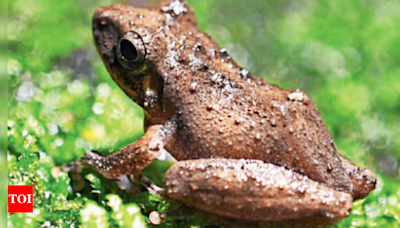 Scientists rediscover shrub frog in E Ghats | Hyderabad News - Times of India