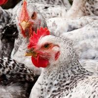 Gillibrand, other senators express bird flu concerns