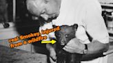 ...Smokey Bear Was A Real Orphaned Bear Cub In A Wildfire, And The Pictures Of Him Are Equal Parts Adorable...