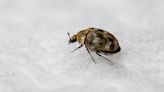 Carpet beetles: Signs you have an infestation and how to get rid of them
