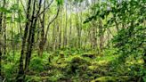 West Highland rainforest restoration targets passed