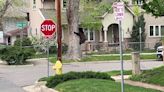 Watch: Wildlife officials blare Black Sabbath to try and budge bear out of tree