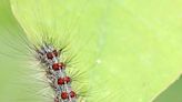 Spongy moth caterpillars continue to chomp away, but local populations seem under control