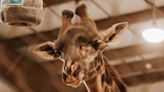 Giraffe at New York zoo recently diagnosed with cancer is now pregnant
