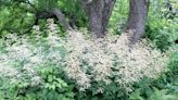 Pollinators like the white plumes of this underused flower: George’s Plant Pick of the Week