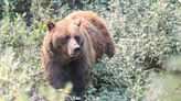 Beyond Local: Grizzly bears back in crosshairs as Alberta lifts hunting ban in select cases