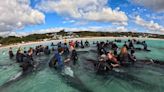 43 beached pilot whales euthanized in Australia after failed rescue attempt