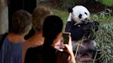 National Zoo pandas set to make early return to China